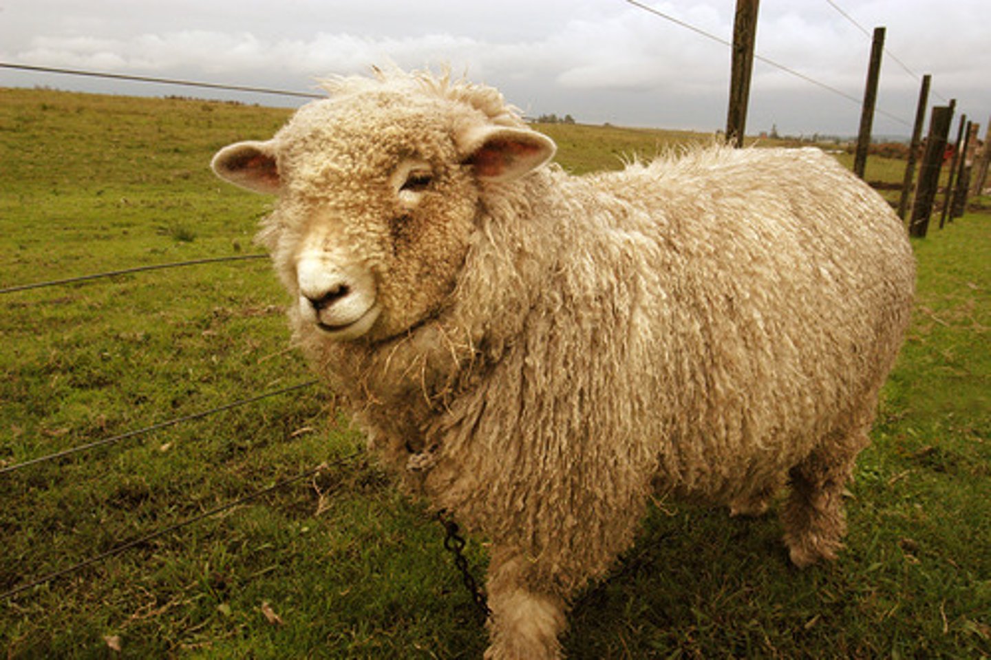 <p>What type of sheep is this? (breed and type)</p>