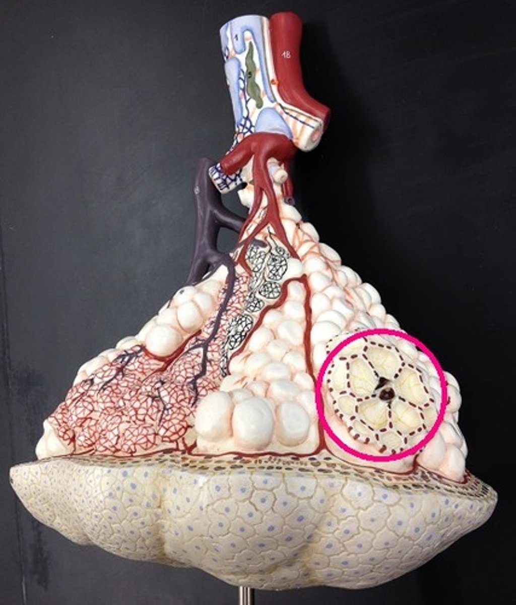 <p>Clusters of tiny air-filled pouches at the end of the respiratory bronchioles, made up of multiple alveoli.</p>