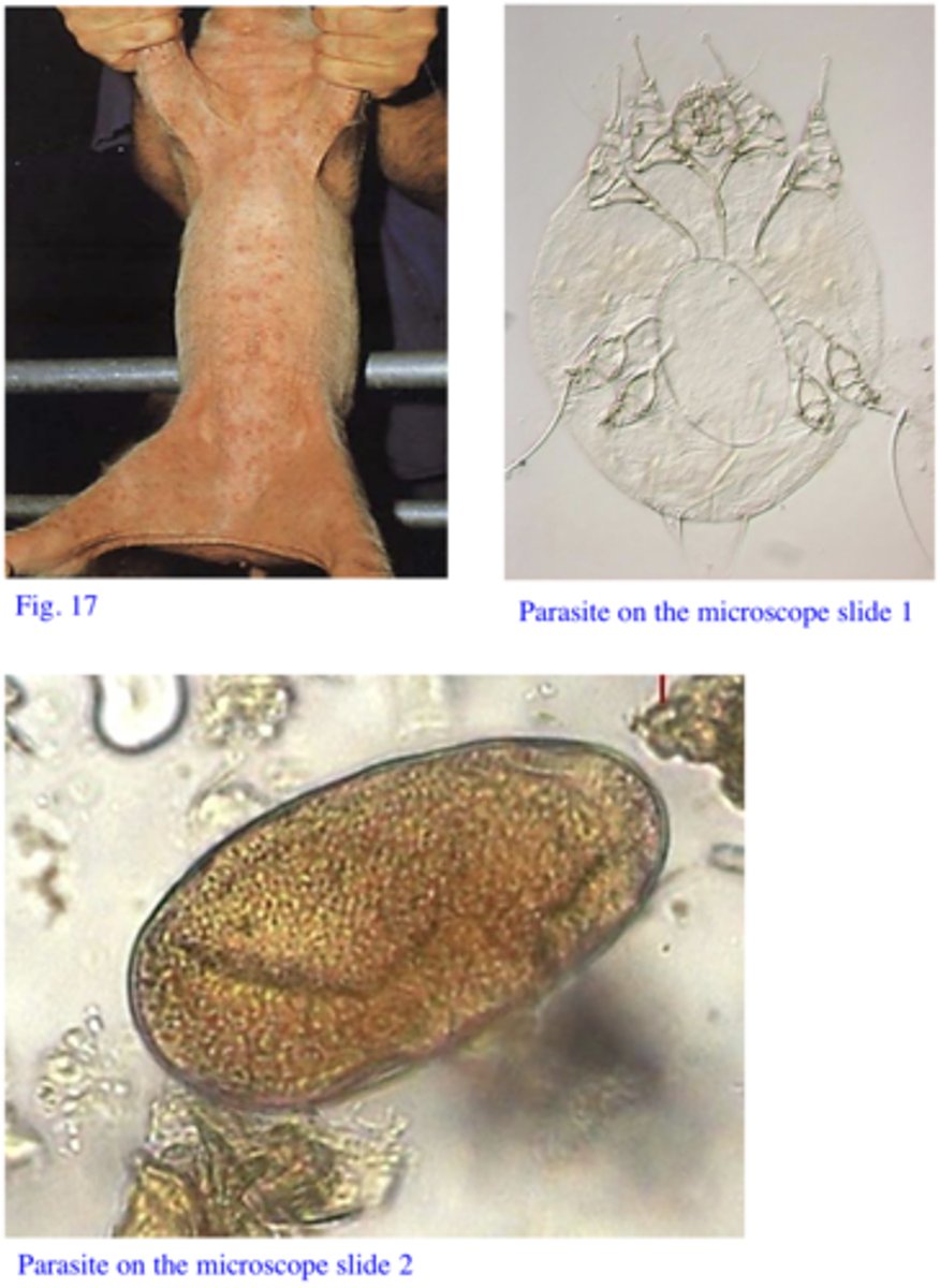 <p>Station 12:</p><p>Intense pruritus, hair loss, erythema, papules, nodules and crusts (Fig. 17) are seen in fattening pigs in a farm from Queensland. Scrapings of the areas with crusts, especially the ear crusts, reveal the parasites on the microscope slides 1 &amp; 2. However, the parasite is not found in the skin scrapings from areas with papules or nodules.</p>