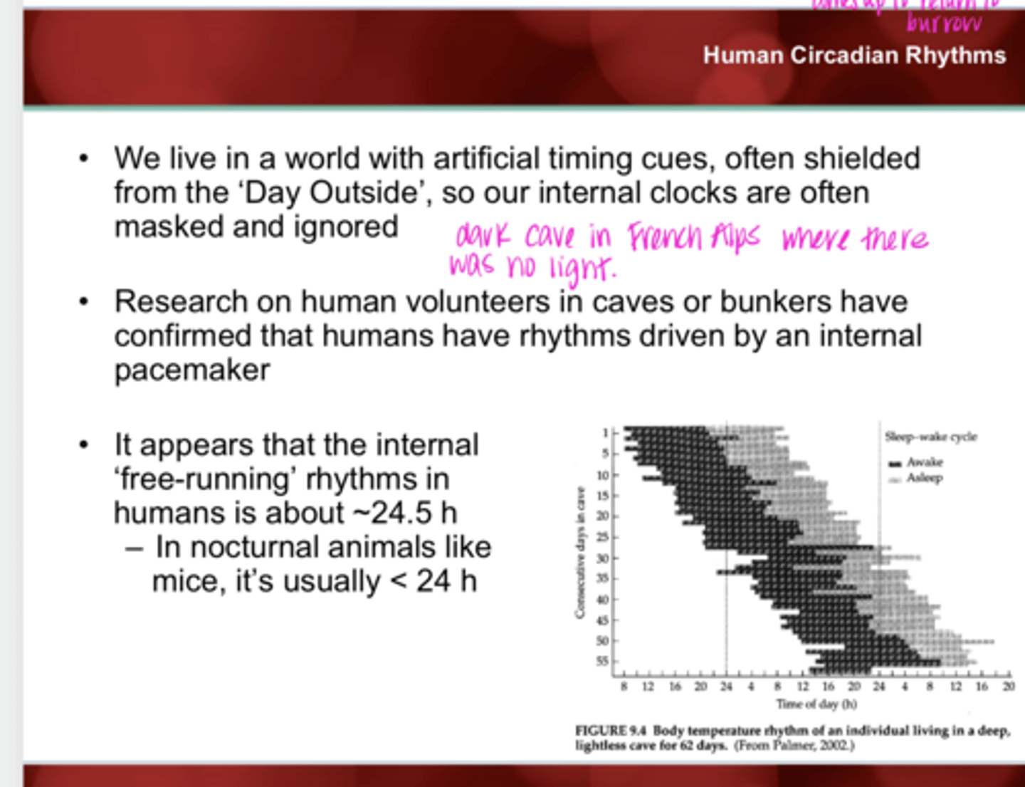 <p>Research on human volunteers in ____ have confirmed that humans have rhythms driven by an internal pacemaker</p>