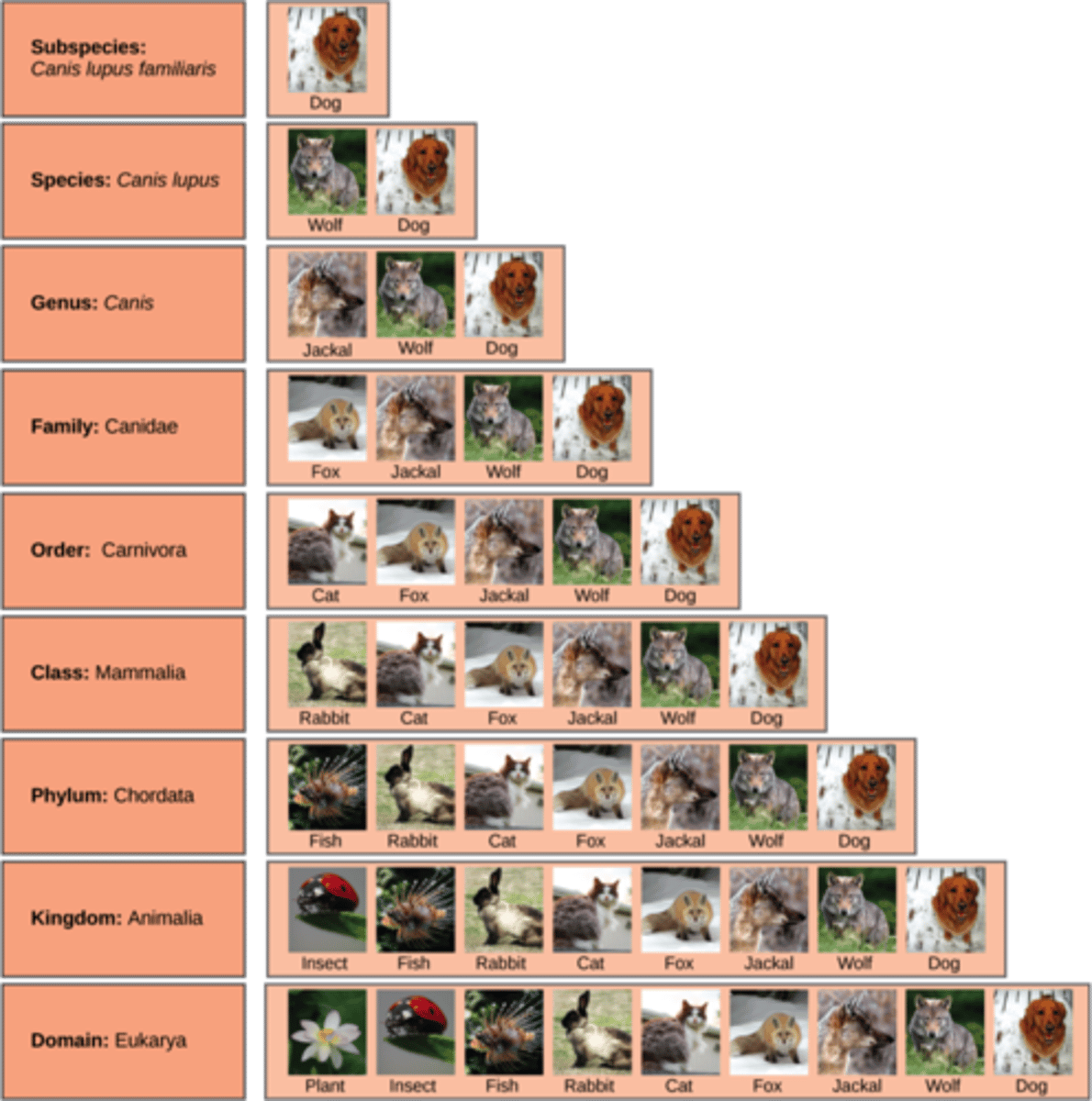 <p>arrangement of organisms into orderly groups based on their similarities and evolutionary relationships</p>