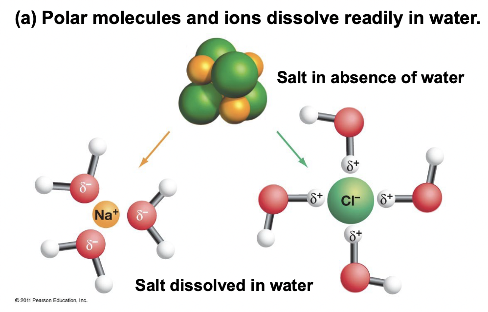 <p>A substance that has a strong affinity for water, typically a polar molecule or ion.</p><p>For NaCl in water; Na+ is attracted to the negative O dipole, and the Cl- is attracted to the positive H dipole.</p>