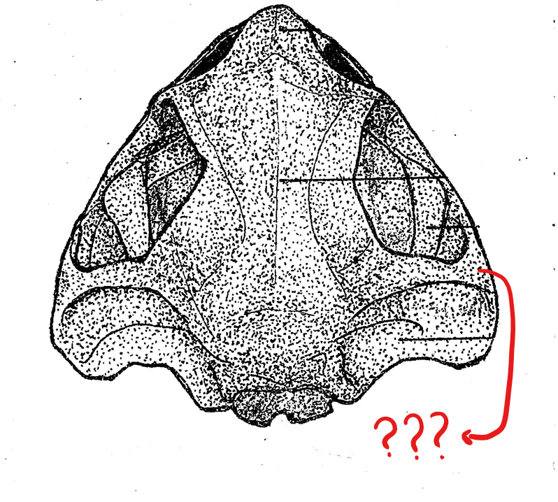 <p>located on the skull (dorsal view); hammer-shaped bones, lateral to the prootic; anterior piece corresponds to the structure for pulling the nails of the hammer; the middle piece is attached to the prootic as the head of the hammer; and the posterior component which corresponds to the handle of the hammer, and is attached to the posterior end of the upper jaw; this attaches the upper jaw to the cranium of the skull</p>