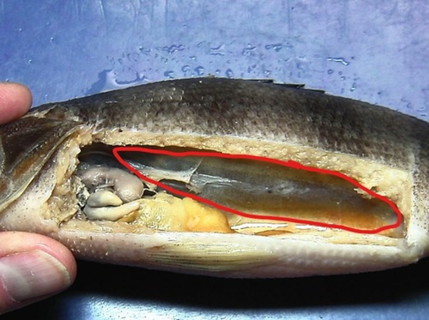 <p>swim bladder: buoyancy</p>