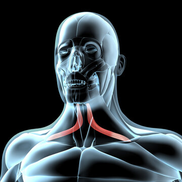<p>origin scapula, insertion hyoid bone, action depresses hyoid</p>