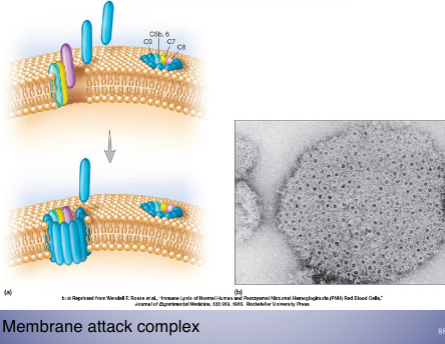 don't need to memorize details; showing the puncture of cell wall; all proteins in the complex need to be working in order to function correctly - reason for bacterial infections increase