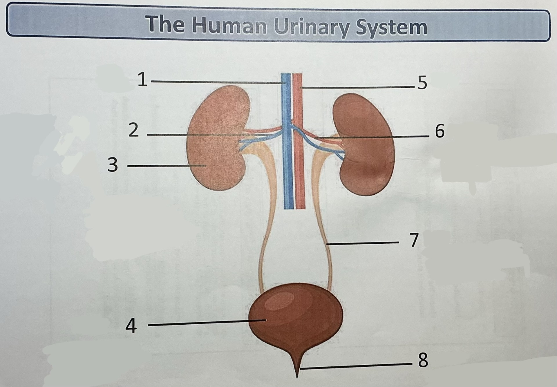 <p>Label this diagram of the human urinary system</p>