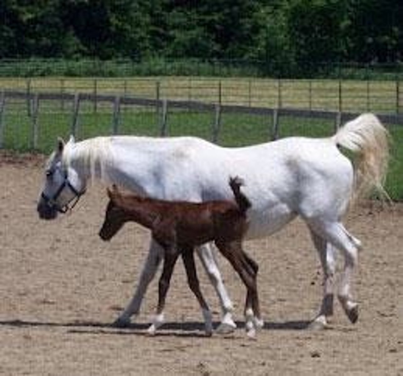 <p>Precocial neonates are born able to move about and forage early, with sight and hearing, and can walk and socialize shortly after birth.</p>