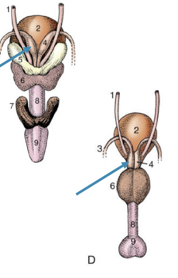 <p>enlarged portion of deferent ducts</p><p>wall of duct enlarged w/ glandular tissue(lumen itself is not enlarged)</p><p>sits near/on top of bladder</p><p>shares duct w/ vesicular gland</p>