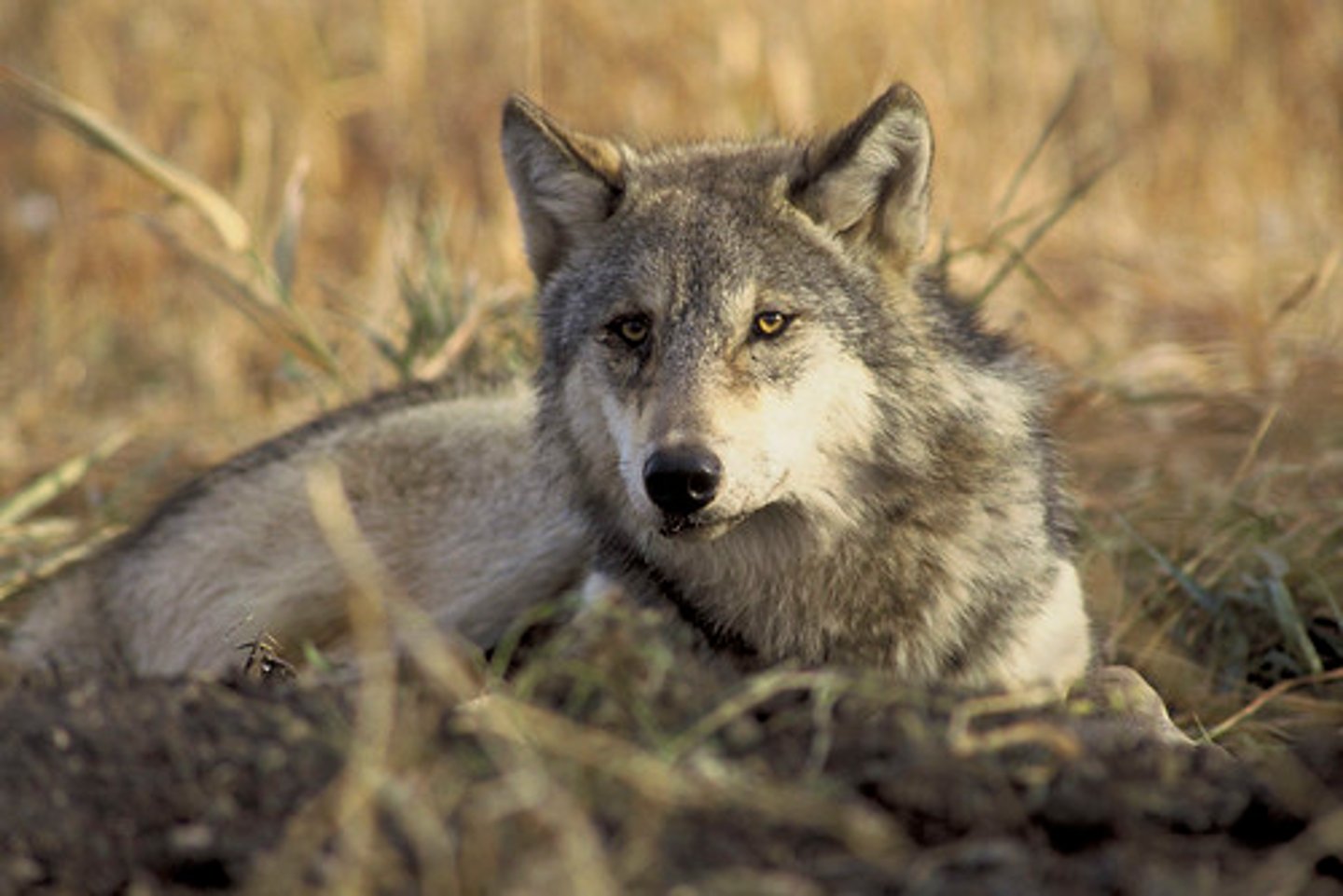 <p>A species that is not very abundant but has large effects on an ecological community</p>