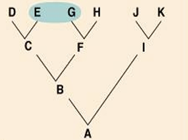<p>What type of taxon is this?</p>