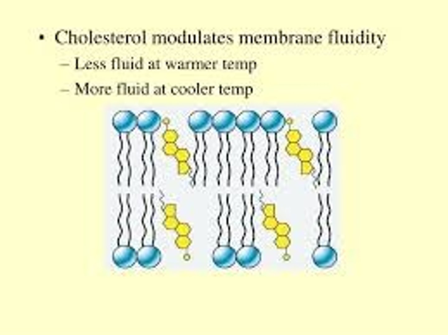 <p>(D) decrease, increase</p><p>As temperatures increase, cholesterol will decrease the fluidity of the cell membrane. As temperatures decrease, cholesterol will increase the fluidity of the cell membrane.</p><p>Cholesterol does this by increasing the distance between phospholipids at low temperatures and decreasing the distance at high temperatures. Think of cholesterol acting as a buffer for membrane fluidity.</p>