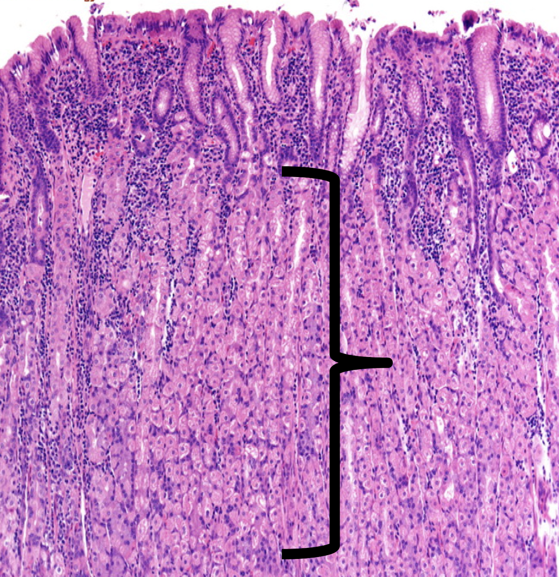 <p>Identify the structure and content found in it (1)</p>
