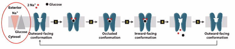 <p>not reliant on concentration gradient (low → high), r<strong>elies on chemical gradient of another molecule</strong> that wouldn’t reach equilibrium </p><p>e.g. Na+ Glucose Symporter: outside, high Na+ low glucose, inside, low Na+ high glucose → 2Na + 1 glucose binds → conformational change (occluded conformation = closed both sides) → inward and releases the three → return to resting position/outward</p>