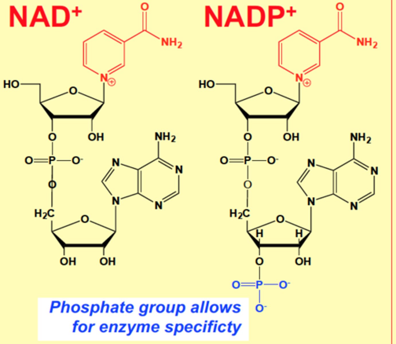 <p>NAD+ is oxidized <br><br>NADP+ has another phosphate group <br><br>The part that undergoes redox is a Nitrogen benzene with amide attached (not proper name)</p>