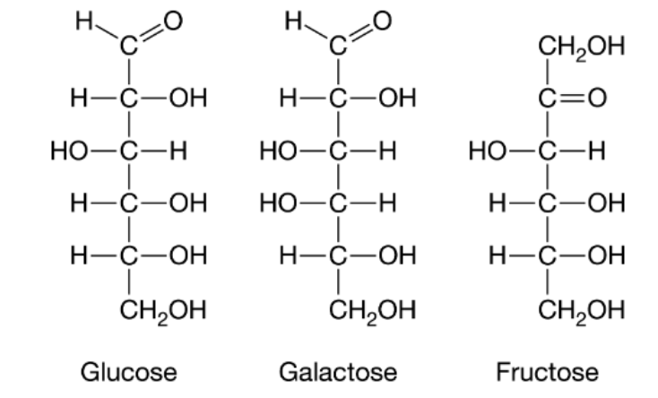 <p>The carbohydrates glucose, galactose, and fructose have the same chemical formula (C<sub>6</sub>H<sub>12</sub>O<sub>6</sub>) but different structural formulas, as represented in the figure.</p><p><span>Which of the following statements about glucose, galactose, and fructose is most likely true?</span></p>