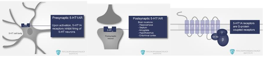 <ul><li><p>Abundant in areas linked to anxiety</p></li><li><p>Main function of 5-HT1A receptor:</p><ul><li><p>Gprotein coupled receptor, inhibitory receptor (Gi protein coupled),</p></li><li><p>Presynaptic auto receptor inhibit activity of serotonergic neurons (negative feedback inhibition)</p></li><li><p>Postsynaptic receptor, reduce postsynaptic neurons excitability (abundant in hippocampus, prefrontal cortex and amygdala, activation of serotonin (5-HT) 1A receptors in the amygdala reduces anxiety-like behaviour</p></li></ul></li><li><p>In Patients only efficient after 2-3 weeks administration</p></li></ul><p></p>