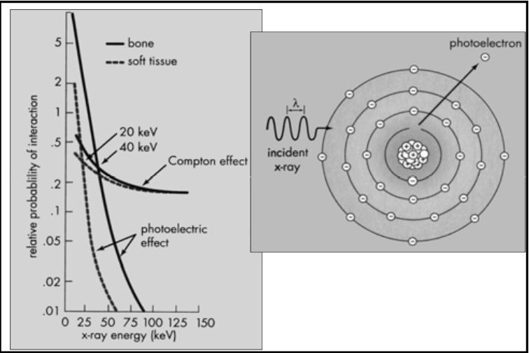 <p>PE vs Compton Scatter Probabilities</p><ul><li><p>Relative probabilities<br></p><ul><li><p>Almost everything we see in imaging is due to <span><strong>[PE or Compton]</strong></span> because they’re what is present in high x-ray energies</p></li><li><p>Safety factor: x-ray machine with high kVp potential usually require lead placed into the wall as a precaution, because <span>you don’t know where the electrons will scatter</span></p></li></ul></li></ul><p></p>