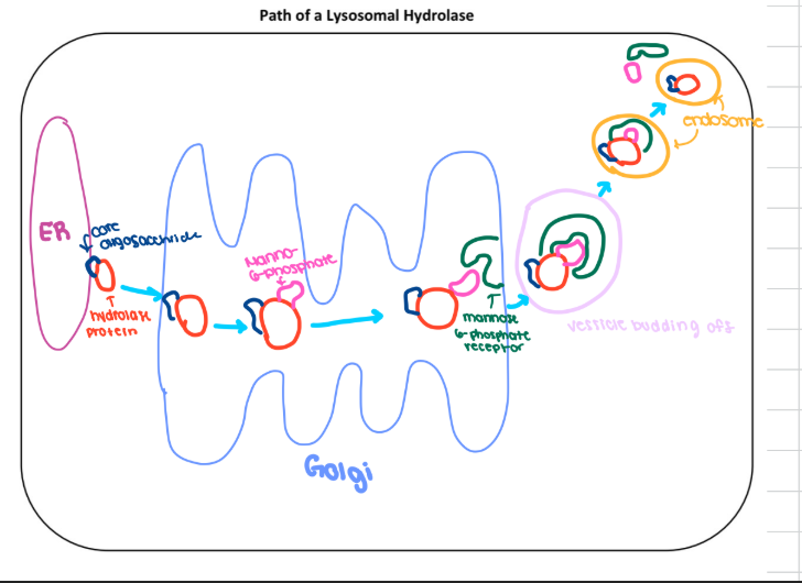 <p>ER → <strong>cis-Golgi</strong> → <strong>trans-Golgi</strong> → <strong>endosome</strong> → <strong>lysosome&nbsp;</strong></p>