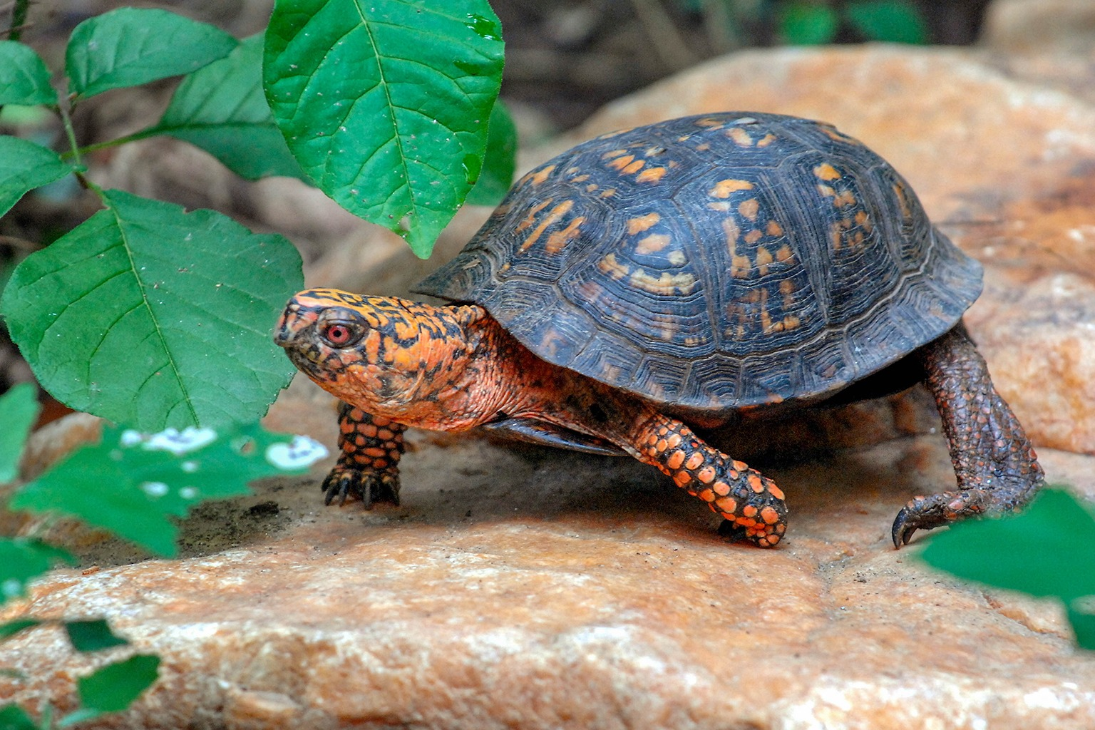 <p><span>All extinct and extant turtles</span></p>