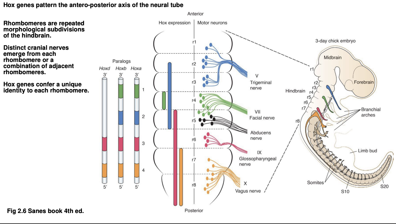 <ul><li><p>Genes from clusters Hoxa, Hoxb and Hoxd are expressed in <strong>particular pattern</strong> across rhombomeres</p></li><li><p>Each rhombomere has a <strong>unique combination of Hox genes</strong> expressed</p><ul><li><p>each code can be shown using Hox gene knockouts to observe which rhombomeres have changed</p></li></ul></li></ul><p></p>
