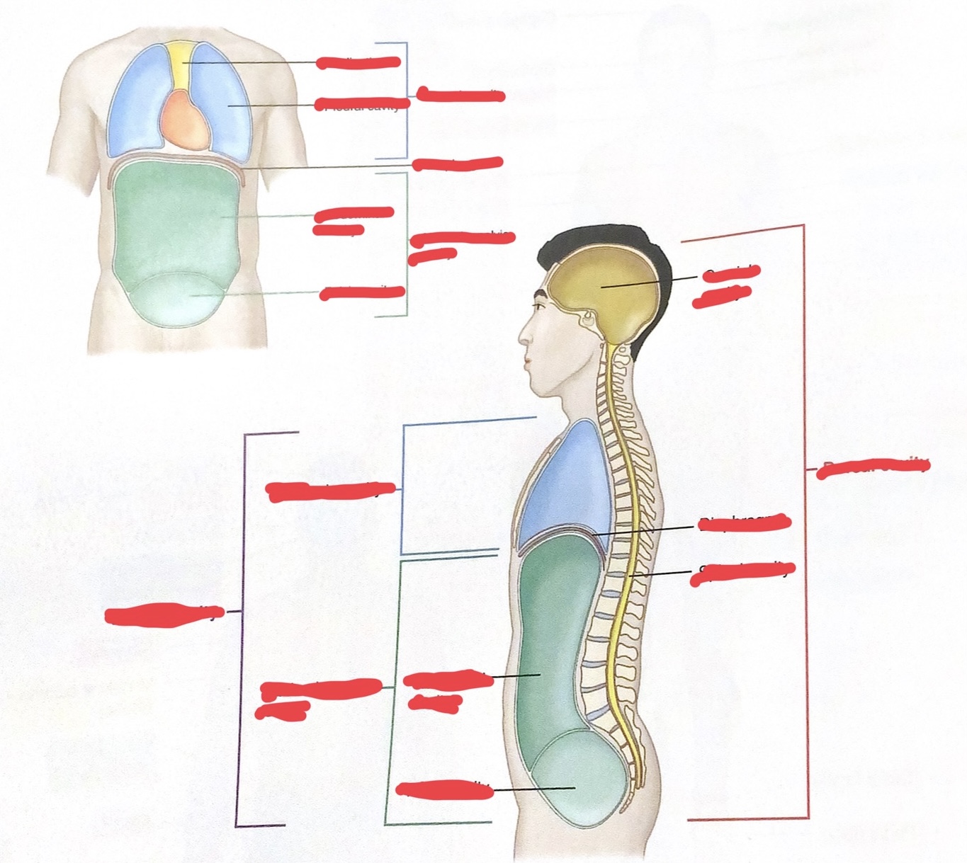 <p>Dorsal Cavity </p>