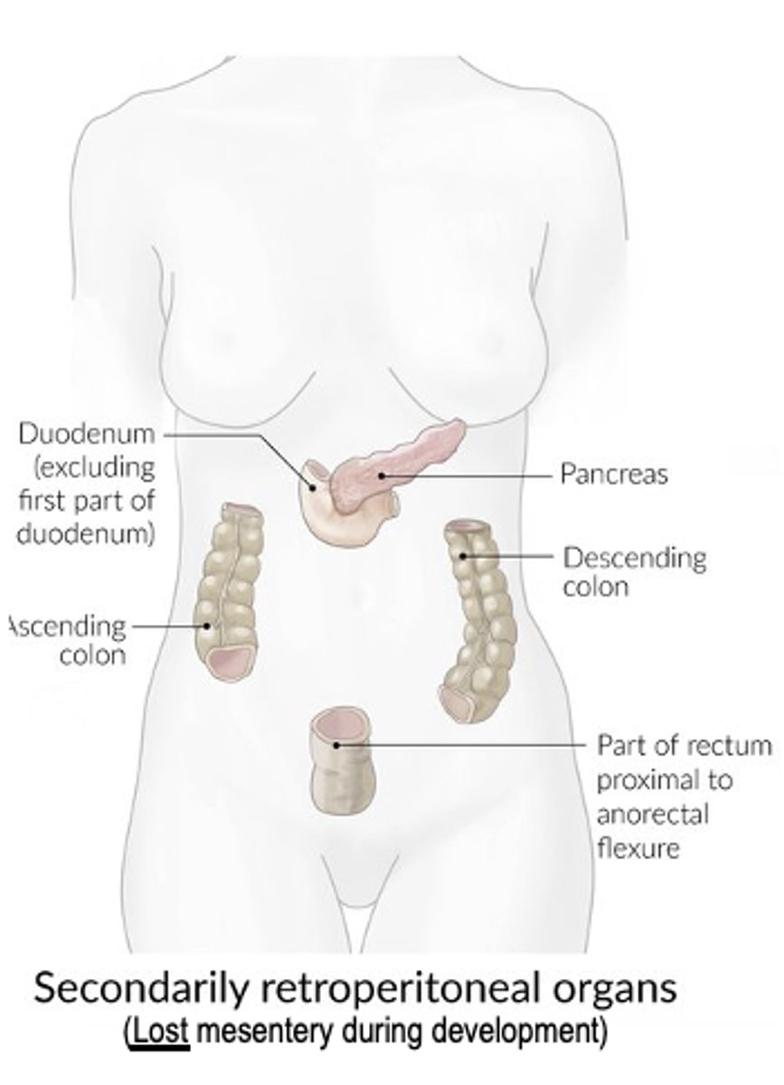 <p>Organs that one had a mesentery in the embryo, but lost it and became retroperitoneal</p>
