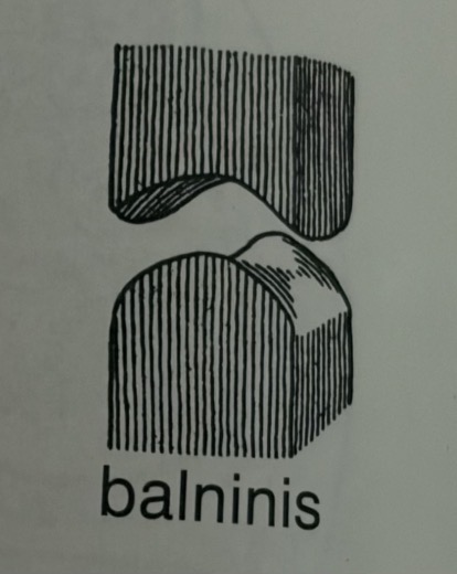 <p>Articulatio sellaris</p>