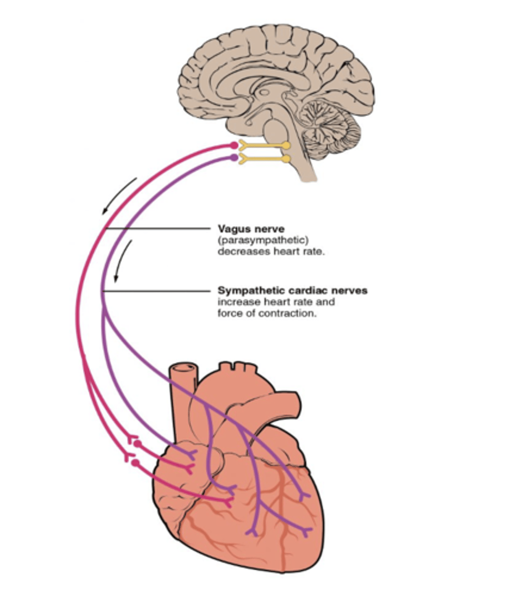 <p>if blood pressure decreases are baroreceptors stimulated? </p>