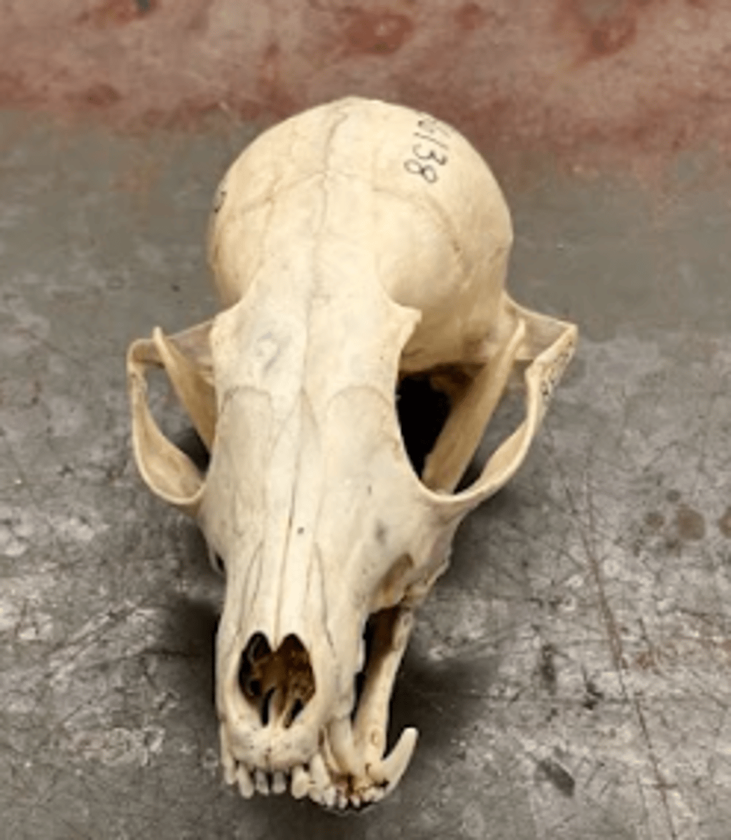 <p>What is this specimen?</p>