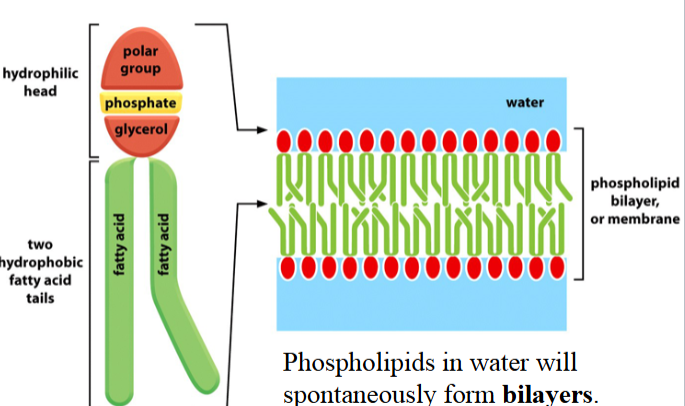 <p>formed with glycerol and fatty acids</p><p>two -OH groups in glycerol are linked to fatty acids (like in a triacylglycerol)</p><p>the third -OH group in glycerol is linked to a phosphoric acid (different from a triacylglycerol)</p><p>the phosphate is linked to a small hydrophilic group (e.g. choline, in phosphatidylcholine)</p><p>in biological membranes, typically contain one saturated fatty acid and one cis unsaturated fatty acid</p><p>in water, will spontaneously form bilayers</p>