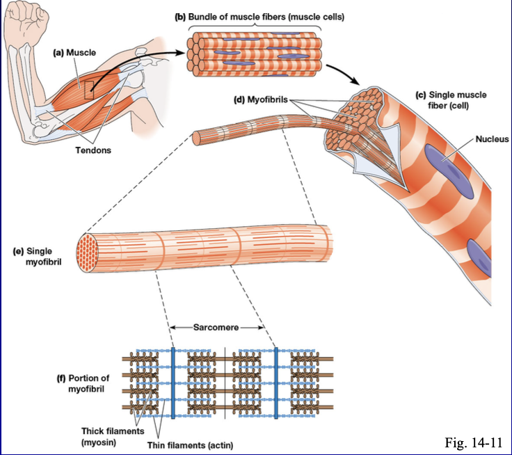 <p>thick filaments (myosin) and thin filaments which is actin </p>