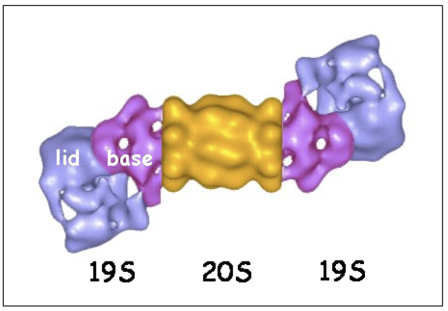 <ul><li><p>alpha-subunits of 20S proteasome bind to the 19S regulatory cap.</p></li><li><p>The 19S cap contains ATPase active sites and ubiquitin binding sites.</p></li><li><p>Substrates must be tagged by ubiquitin to be recognised</p></li></ul><p></p>