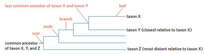 <p>The end of a branch, representing where the present-day or extinct species are found. They are labelled with the species or taxa name</p>