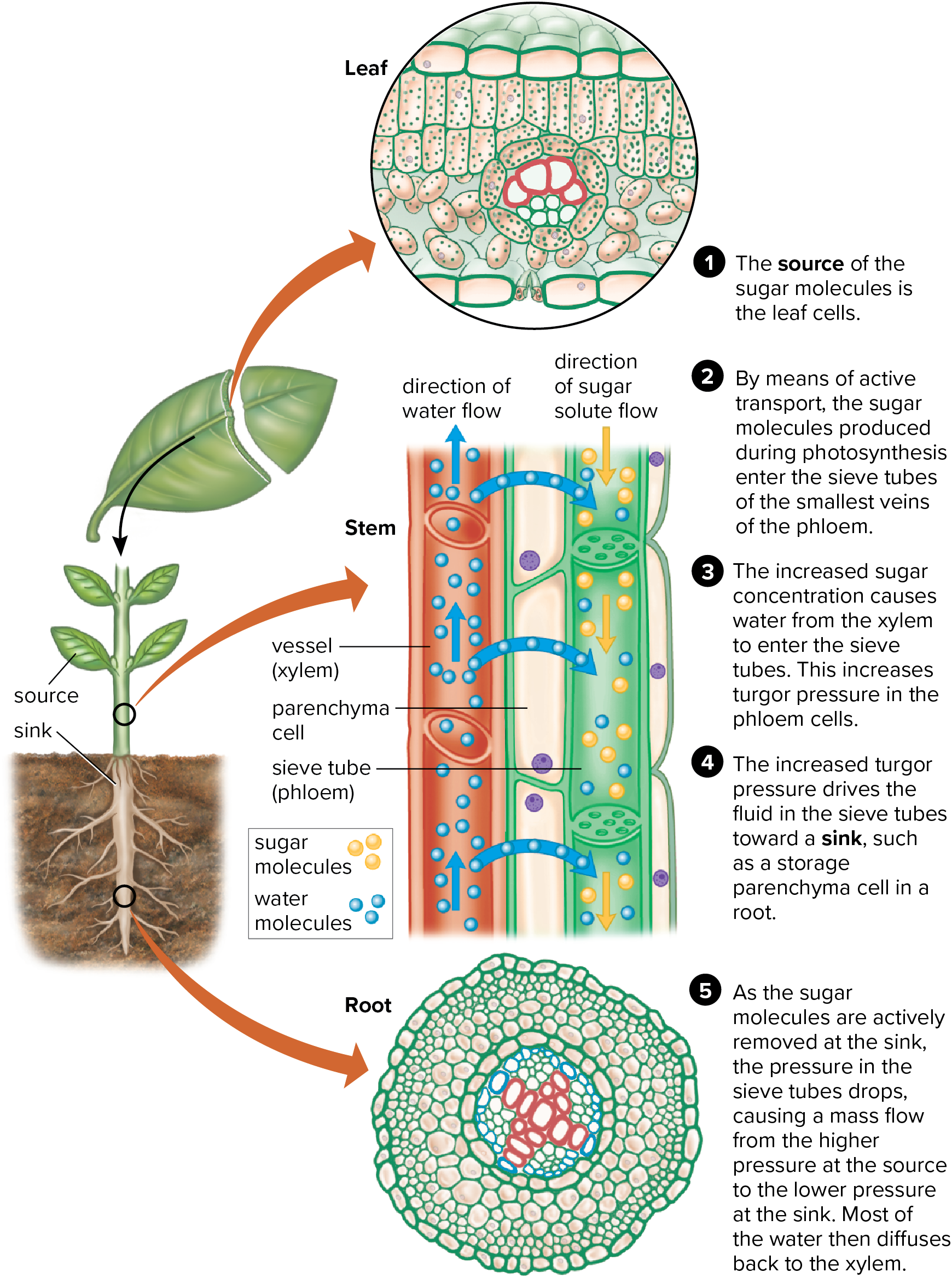 <p>from source cell to sink; i.e. from a place of high concentration of sugars to place where sugar will be used </p>