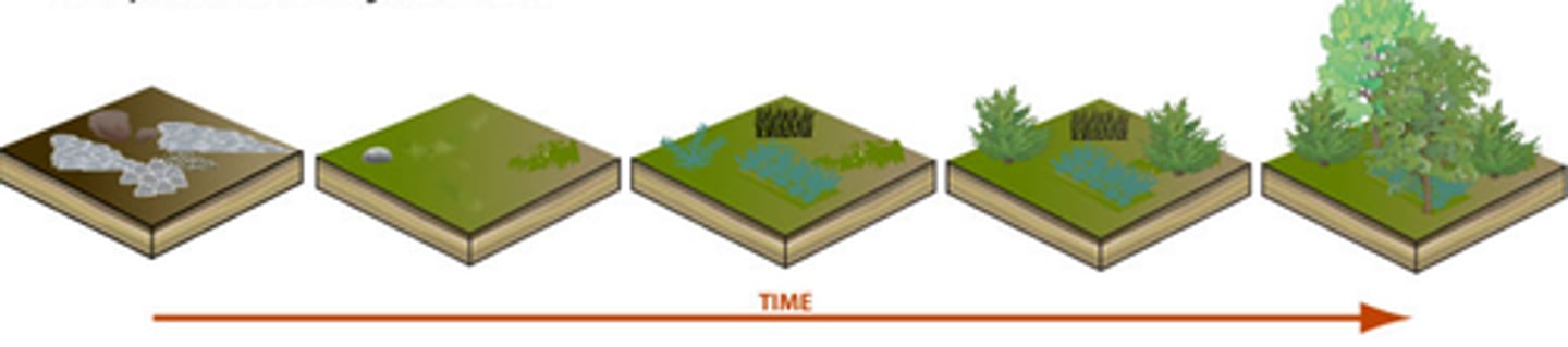 <p>Plants growing in an area over time</p>