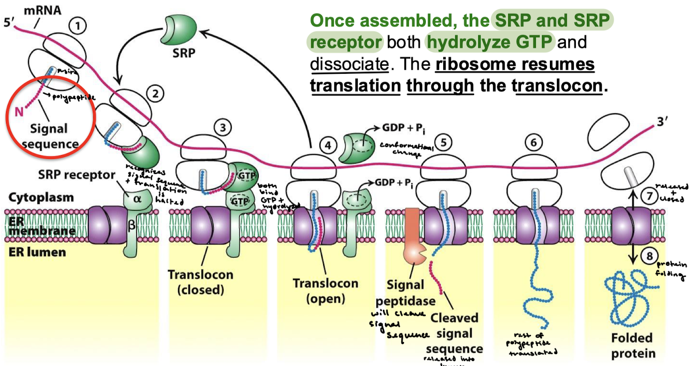 <ol><li><p>The N-terminal signal sequence is transcribed. </p></li><li><p>SRP recognizes the signal sequence, and translation is halted.</p></li><li><p>SRP binds the SRPR. GTP on both SRP and the receptor are hydrolyzed.</p></li><li><p>There is a conformational change and the translocon is opened.</p></li><li><p>The signal peptidase cleaves the signal sequence and releases it into the lumen.</p></li><li><p>The rest of the polypeptide is transcribed.</p></li><li><p>The ribosome is released, and the translocon closes.</p></li><li><p>Protein folding.</p></li></ol><p></p>