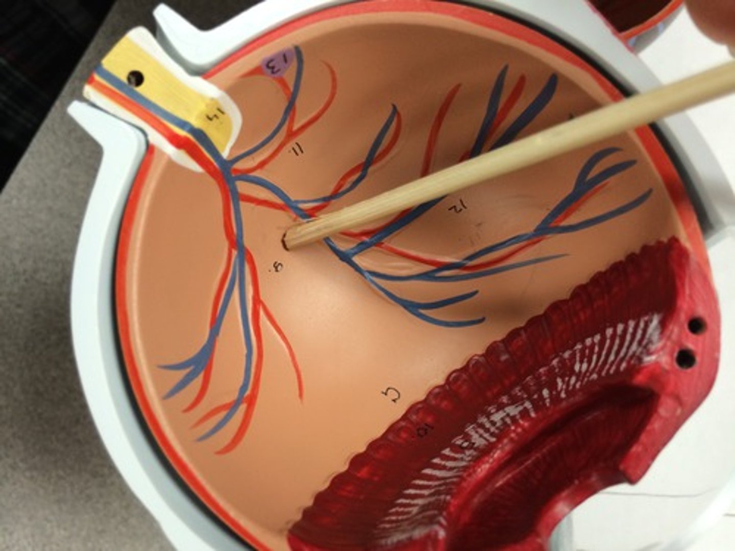 knowt flashcard image