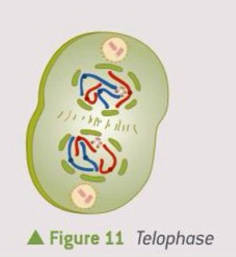 <ul><li><p>Chromosomes arrived at opposite poles  </p></li><li><p>Nuclear envelope reforms around each set of chromosomes </p><ul><li><p>Each chromatid contains one DNA molecule (which will replicate itself during interphase before the next division) </p></li></ul></li><li><p>Spindle fibres break down  </p></li><li><p>Chromosomes start to uncoil/de-condense and nucleous is formed </p></li></ul><p></p>