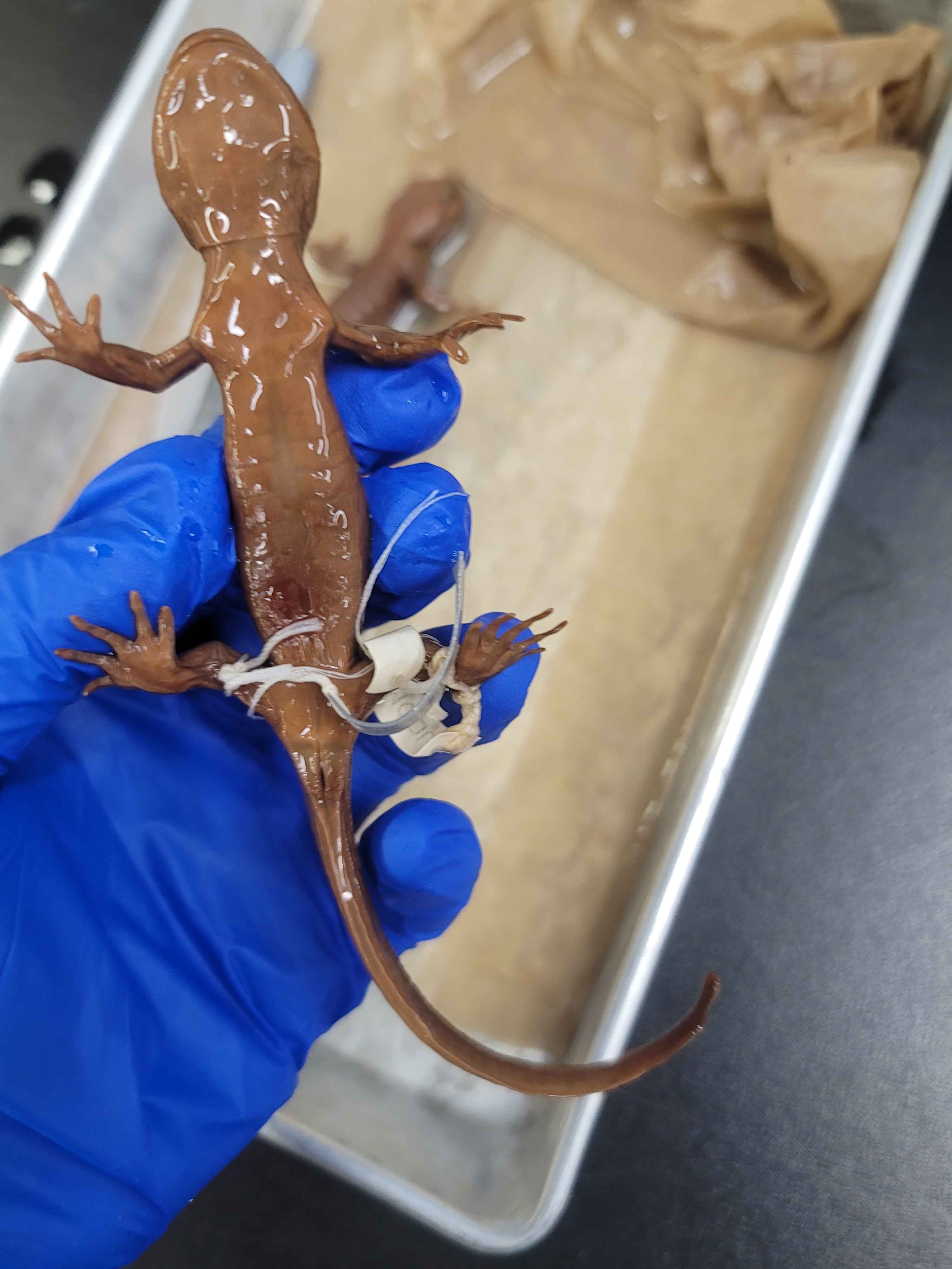 <p>Ambystoma gracile</p>