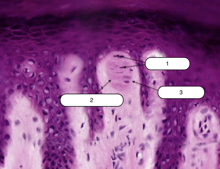 <p>Identify the structure labeled #2</p>