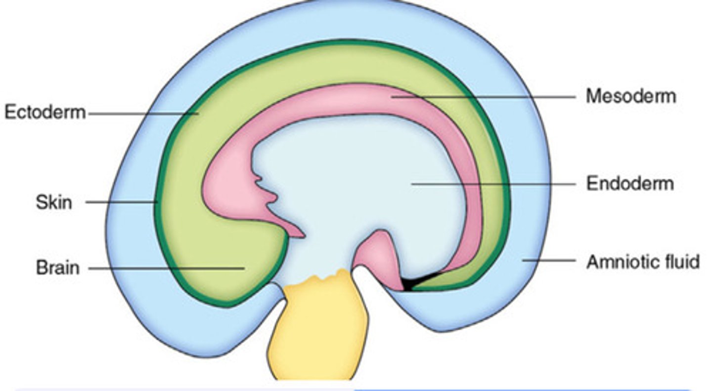 <p>The outer layer that forms the skin, nervous system, and sense organs. 🌞 Mnemonic: "Ecto = External."</p>