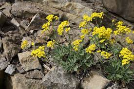 <p><em>Brassicaceae -</em> brukvovité</p><p><em>Aurinia saxatilis -</em> tařice skalní</p>