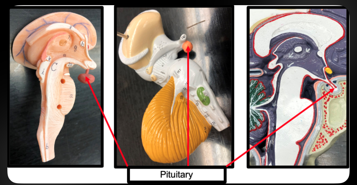 <p>Pituitary Gland</p>