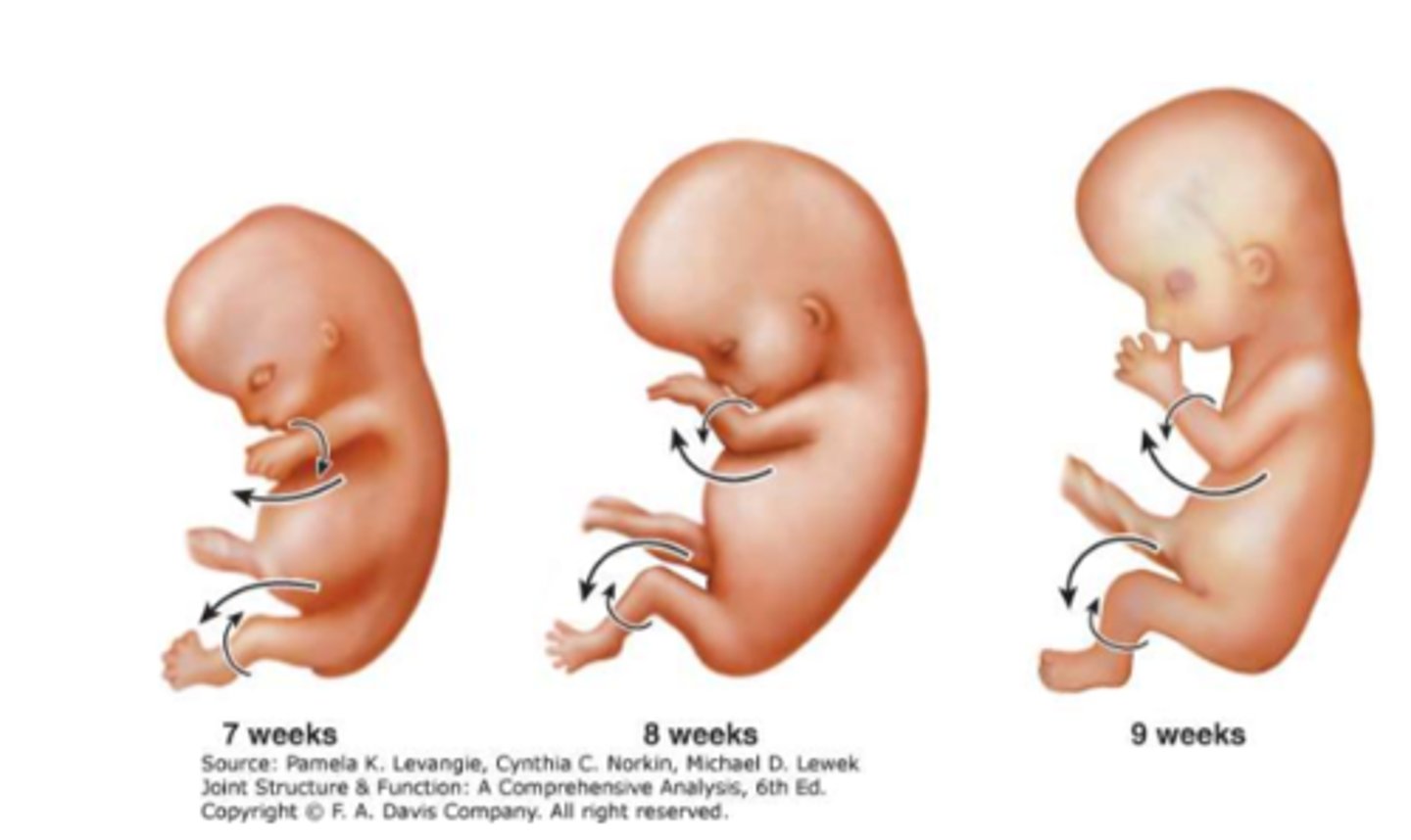 <p>During gestation, the LE _______________, _______________ rotates and _______________.</p>