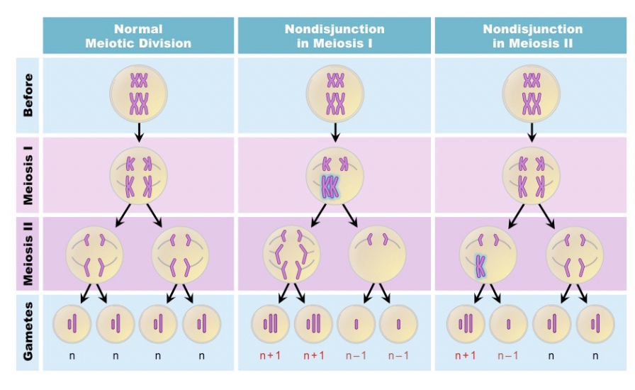 <p><span style="background-color: transparent; font-family: "Proxima Nova", sans-serif;"><span>Sister chromatids do not separate during Meiosis 2</span></span></p>