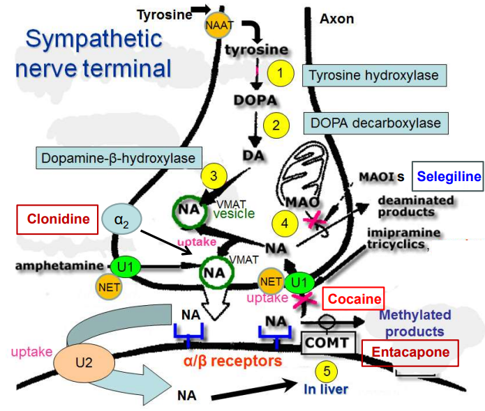 <p>Cocaine blocks the norepinephrine transporter (NET), preventing NA reuptake, leading to prolonged noradrenaline action at α/β receptors.</p><p></p>