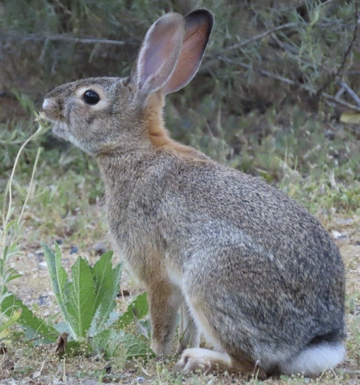<ul><li><p>cathemeral (active @ all hours)</p></li><li><p>herbivore</p><ul><li><p>use abandoned burrows</p></li></ul></li></ul><p></p>