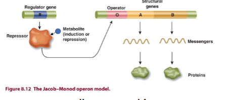 <p>multigene transcriptional unit, including structural genes and control elements in DNA recognized by regulatory gene products</p><p>genes in an operon are transcribed from a single promoter to make a pre-mRNA (single primary transcript) or polycistronic RNA (many genes with multiple start and stop codons)</p>