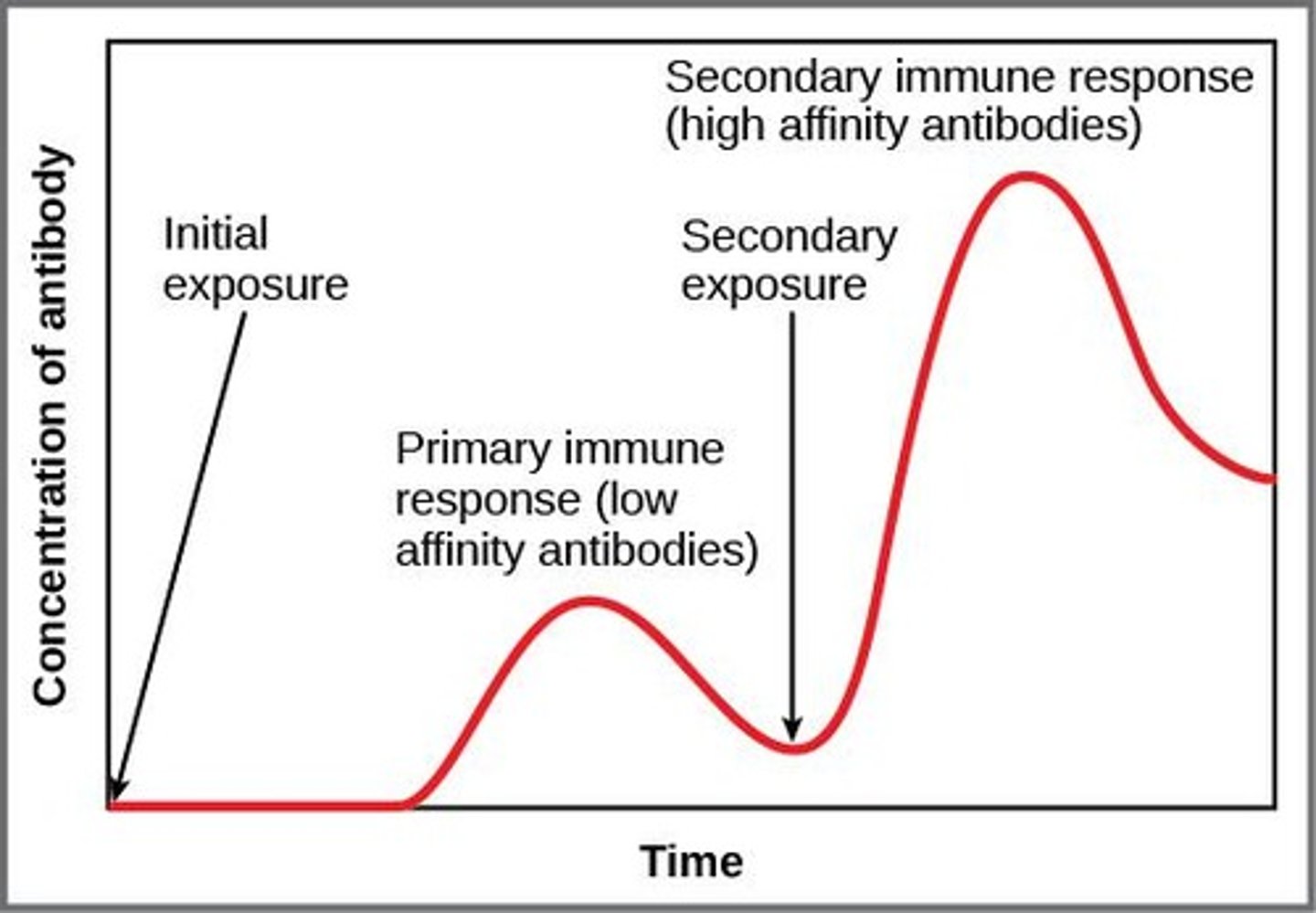 <p>Initial exposure to an antigen takes days to weeks for B and T cells to respond, resulting in memory cells that last for decades.</p>